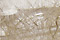 Rutilated Quartz Cabochons