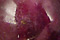 Ruby Cabochons