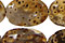Palm Jasper Beads