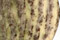 Newsprint Jasper Beads