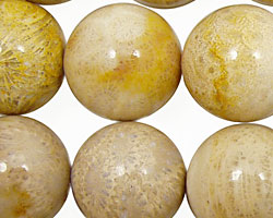 Fossil Coral Round 20mm