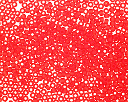 TOHO Transparent Frosted Siam Ruby Round 11/0 Seed Bead