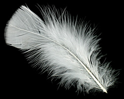 Creme Turkey Flat Feather 100-152mm