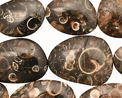 Turritella Agate Flat Freeform Slab 18-35x12-20mm