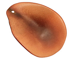 Tagua Nut Honey Potato Chip 30-37x37-47mm