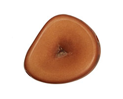 Tagua Nut Honey Banana Chip 22-29x16-22mm