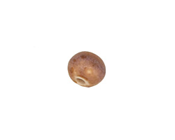 Gaea Ceramic Hyacinth Organic Round 9-10x12-13mm