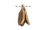 Nunn Design Antique Gold (plated) Young Lily Petal Charm 12x25mm