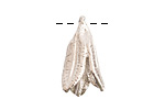 Nunn Design Sterling Silver (plated) Young Lily Petal Charm 12x25mm