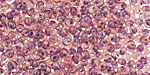 TOHO Rainbow Rosaline (with Opaque Purple Lining) Magatama 3mm Seed Bead