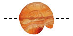 Carnelian (natural-matte) Ammonite 21-25mm