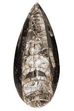 Orthoceras Teardrop Cabochon 29-35x55-76mm