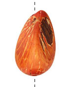 Tagua Nut Orange Nugget 40-45x32-36mm