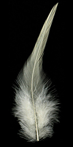 Creme Neck Hackle Feather 100-152mm