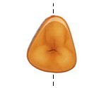 Tagua Nut Gold Banana Chip 22-29x16-22mm