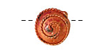 Patricia Healey Spiral Rope Buff Coin 17mm