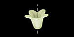 Lucite Margarita 5 Petal Small Bellflower 12x18mm