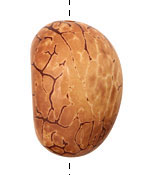 Tagua Nut Caramel Nugget 40-45x32-36mm
