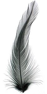 Ebony Neck Hackle Feather 100-152mm