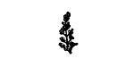 Sprig Before Bloom Mini Rubber Stamp 7x16mm