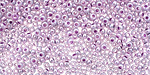 TOHO Ceylon Gladiola Round 11/0 Seed Bead