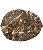 Turritella Agate Flat Freeform Slab 33-41x29-34mm