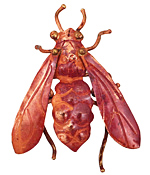 Patricia Healey Copper Fly Pendant 43x51mm