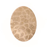 Gray Fossil Coral Oval Cabochon 30x40mm