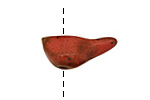 Kylie Parry Ceramic Rust Red Bird 10-11x25mm