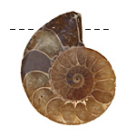 Ammonite Fossil Pendant 34-40x42-48mm