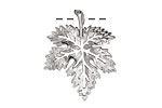 Ezel Findings Rhodium (plated) Fancy Maple Leaf Link 28x23mm