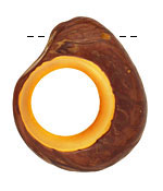 Tagua Nut Gold Open Slice (side drilled) 33-45x24-36mm