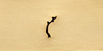 Branch Metal Stamp 5mm