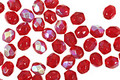 Czech Fire Polished Glass Garnet AB Round 3mm