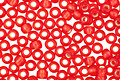 TOHO Ruby (with Frosted Silver Lining) Round 11/0 Seed Bead