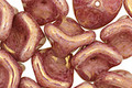 Czech Glass Luster Mauve 3 Petal Bellflower 9x11mm
