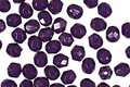 Czech Fire Polished Glass Coated Opaque Tanzanite Round 4mm