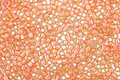 TOHO Jonquil (with Peach Lining) Treasure #1 Seed Bead
