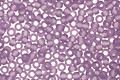TOHO Transparent Frosted Sugar Plum Round 15/0 Seed Bead