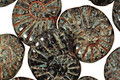 Czech Glass Jet Picasso Ammonite 20x13mm