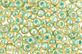 TOHO Rainbow Light Jonquil (with Mint Lining) Round 11/0 Seed Bead