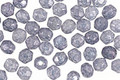 Czech Fire Polished Glass Luster Stone Blue Round 3mm