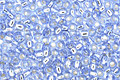 TOHO Light Sapphire (with Silver Lining) Round 15/0 Seed Bead