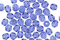 Czech Fire Polished Glass Sapphire Round 4mm
