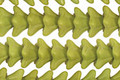 Czech Glass Wasabi Green (matte) 5 Point Bellflower 6x9mm