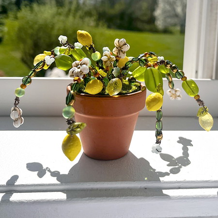 Forever Lemon Plant