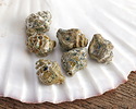 Czech Glass Textured Pacific Blue w/ Rembrandt Finish Murex Shell 15x12mm