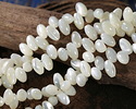 White Shell Rice Drop 5x8mm
