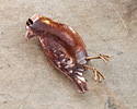Patricia Healey Antiqued Copper & Brass Raven Pendant 34x60mm