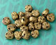 African Brass Wrapped Circles Coin 12-14x13-15mm
